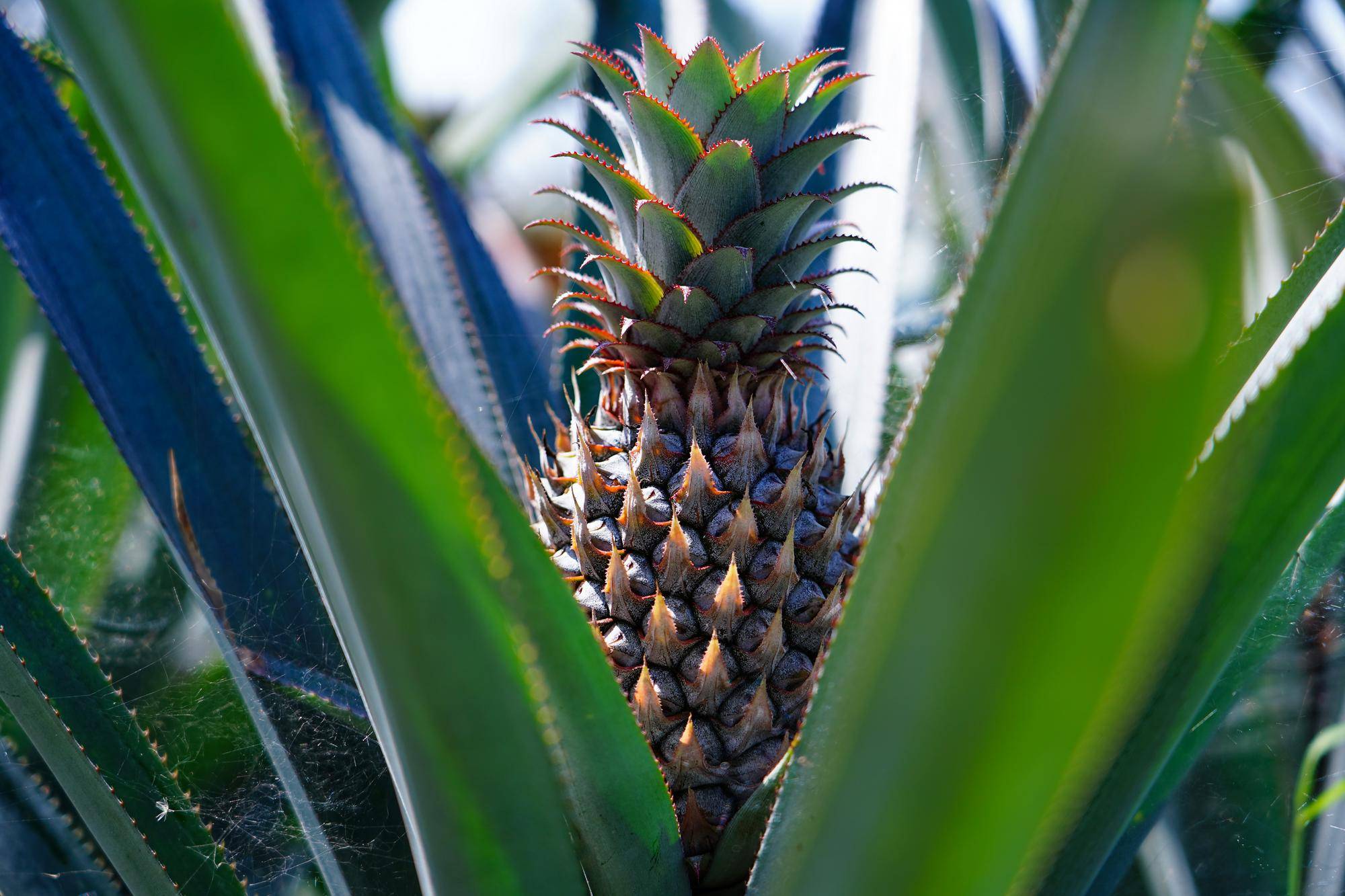 列国鉴·斯里兰卡丨记者观察：新总统访华<strong></p>
<p>如何对冲货币贬值</strong>，斯里兰卡冀斯中关系取得新进展