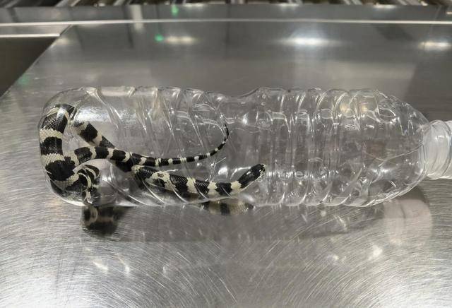 毛骨悚然<strong></p>
<p>快币如何换钱</strong>,口袋内突然探出蛇头,杭州机场一女孩携带活蛇过安检