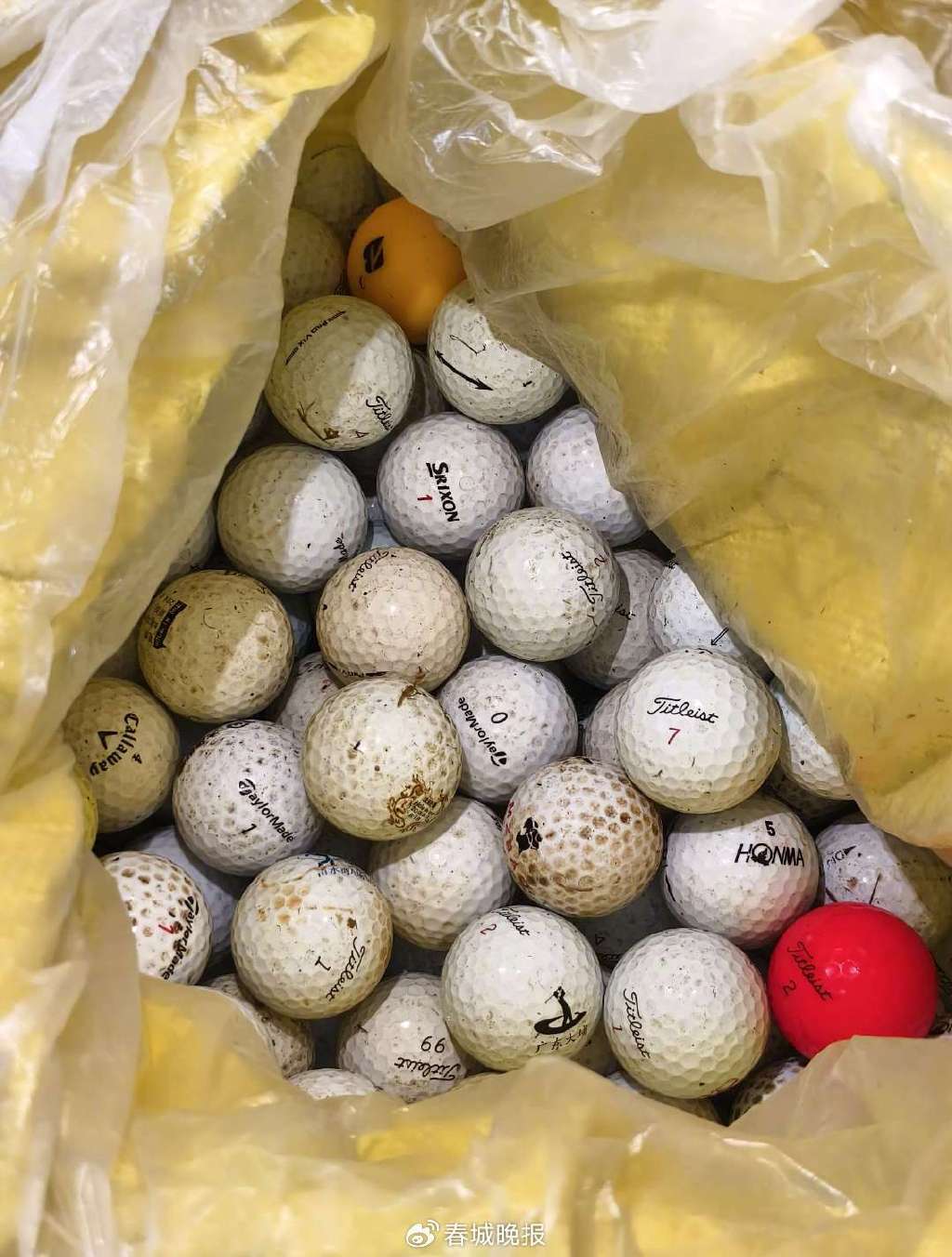 3人穿潜水服偷捞高尔夫球<strong></p>
<p>如何抄币</strong>，警方用时4小时人赃并获