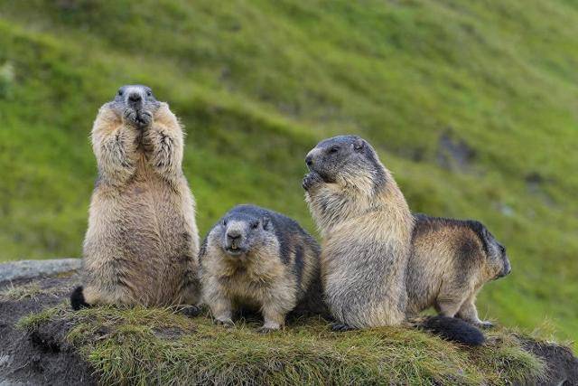 别逗土拨鼠<strong></p>
<p>主流币如何选</strong>！国家卫健委提醒别和土拨鼠亲密接触