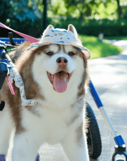 3000万只宠物的养老<strong></p>
<p>如何购买eth币</strong>，难倒了年轻人