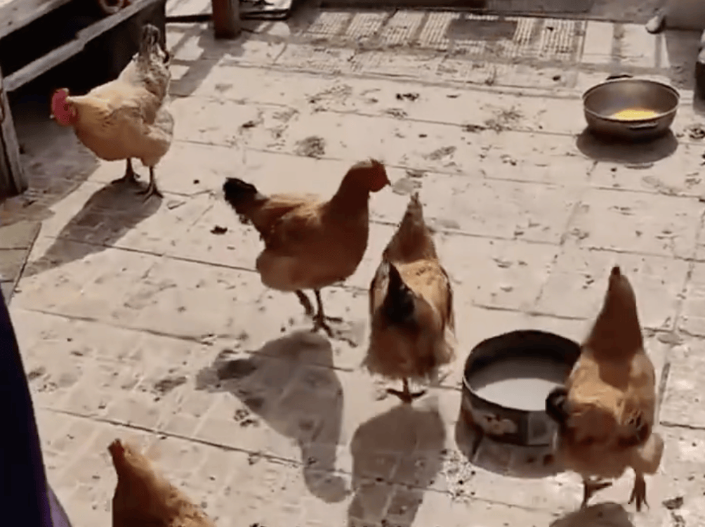 7年没住的婚房竟被保洁换锁养鸡，房主痛心：我一直舍不得出租……