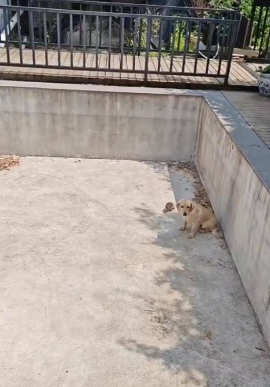 老鼠掉进泳池<strong></p>
<p>币圈小白如何获取资讯</strong>，广东大叔出动鸡猫狗团队，结果全被老鼠吓跑！网友坐不住纷纷晒战绩