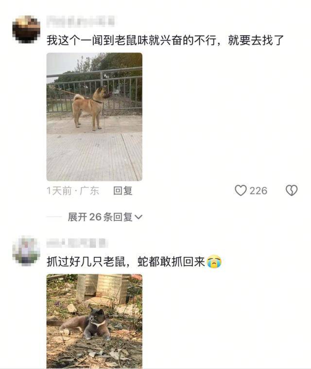 老鼠掉进泳池<strong></p>
<p>币圈小白如何获取资讯</strong>，广东大叔出动鸡猫狗团队，结果全被老鼠吓跑！网友坐不住纷纷晒战绩