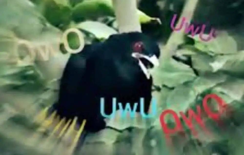 “周末想睡个懒觉都不行”<strong></p>
<p>如何上币</strong>，有多少深圳人被这种鸟吵到神经衰弱