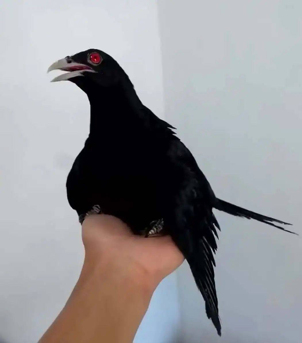 “周末想睡个懒觉都不行”<strong></p>
<p>如何上币</strong>，有多少深圳人被这种鸟吵到神经衰弱