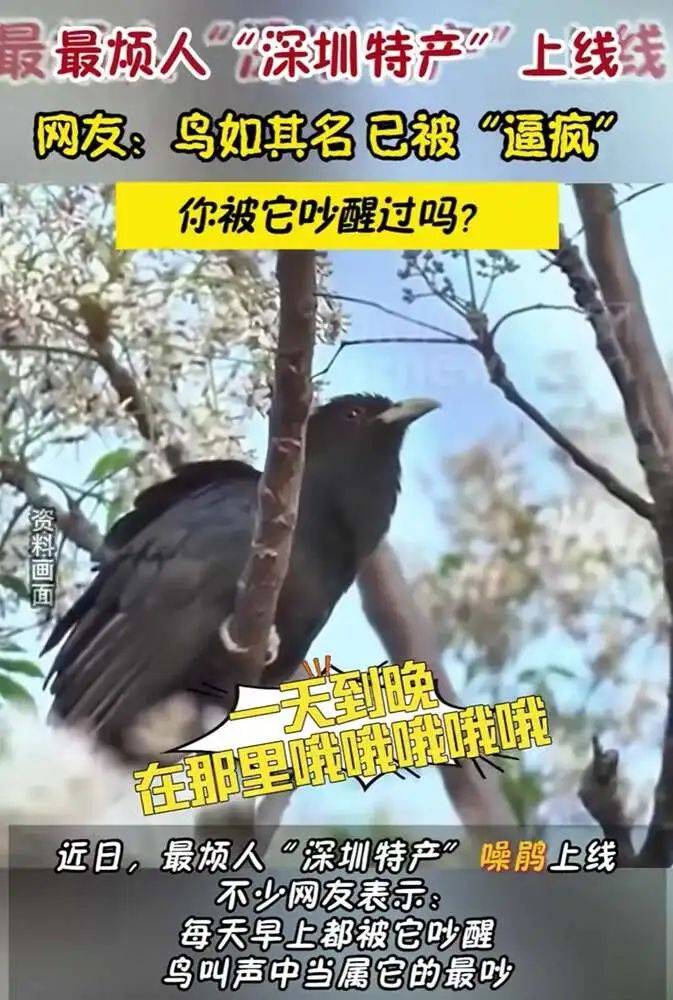 “周末想睡个懒觉都不行”<strong></p>
<p>如何上币</strong>，有多少深圳人被这种鸟吵到神经衰弱