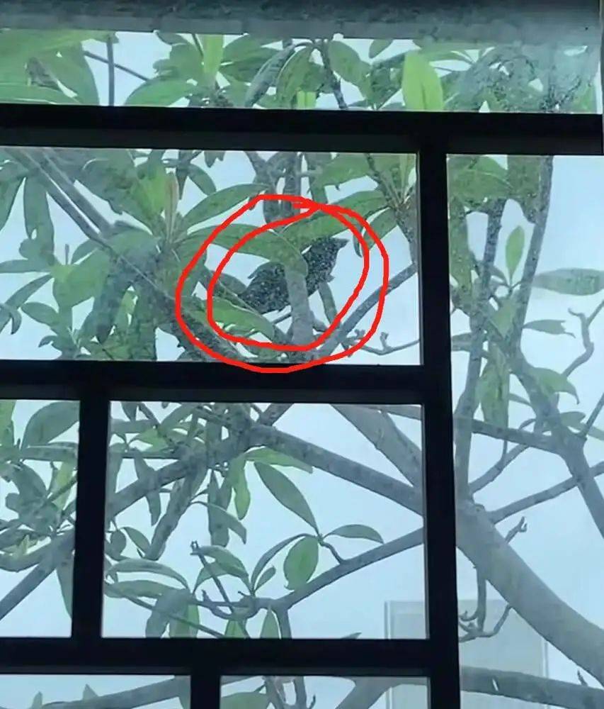 “周末想睡个懒觉都不行”<strong></p>
<p>如何上币</strong>，有多少深圳人被这种鸟吵到神经衰弱