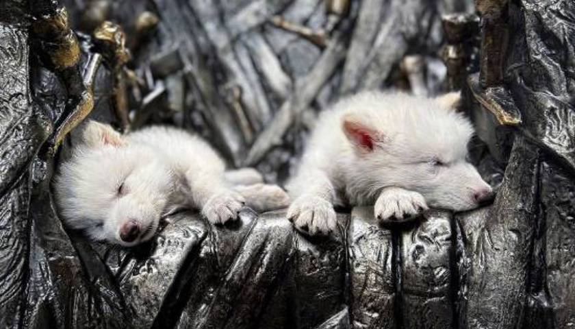 《权力的游戏》中的冰原狼被这家公司复活<strong></p>
<p>如何充币</strong>，马斯克发帖关注