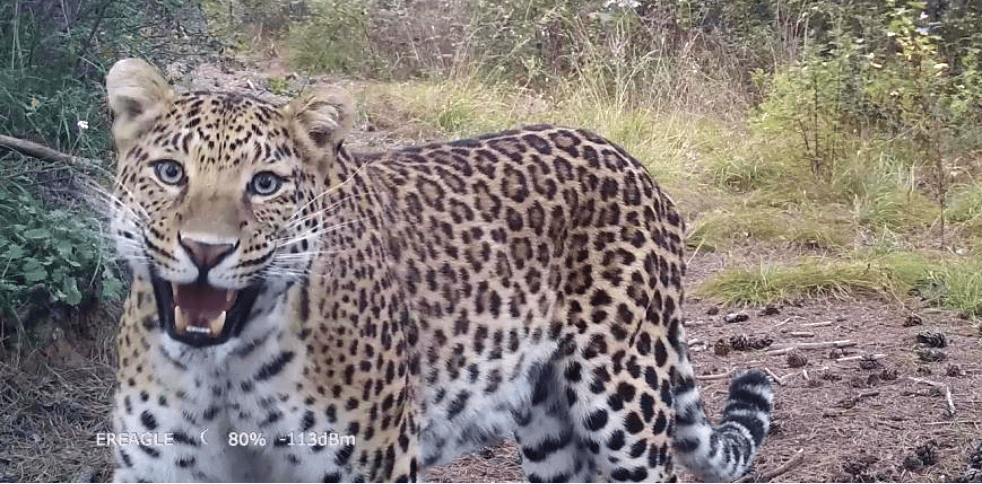 销声匿迹已有30年<strong></p>
<p>如何查看软件源代码</strong>，华北豹正逐渐接近北京——