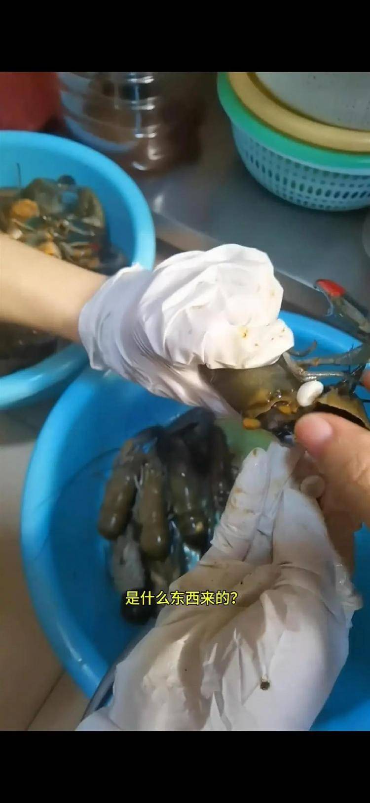 女子小龙虾里剥出多颗“龙珠”<strong></p>
<p>广东</strong>，专家解读其来历