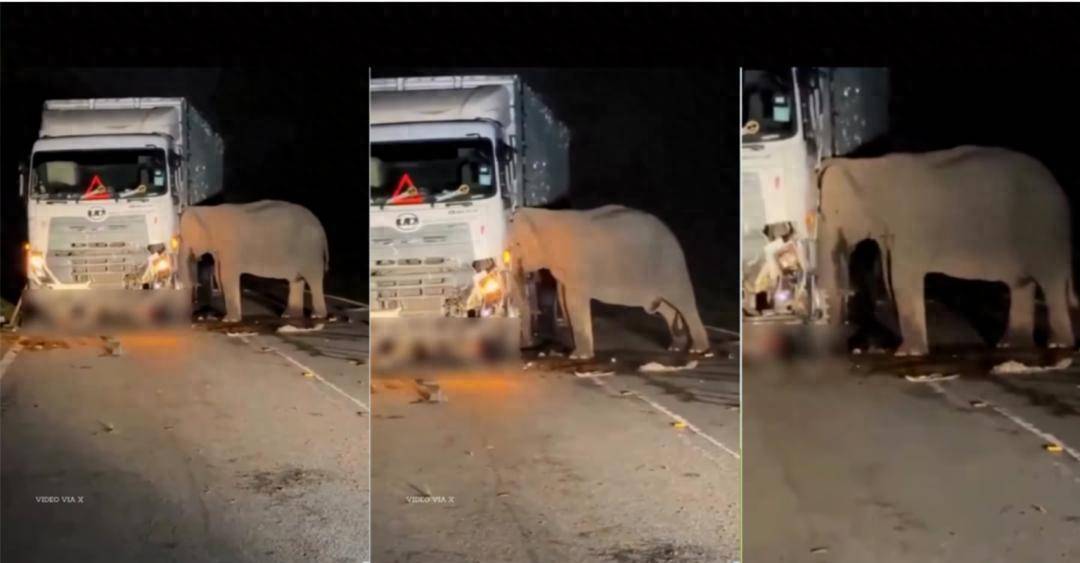 5岁小象凌晨被撞身亡<strong></p>
<p>钙片</strong>，母象悲愤交加头抵卡车7小时守到天亮！