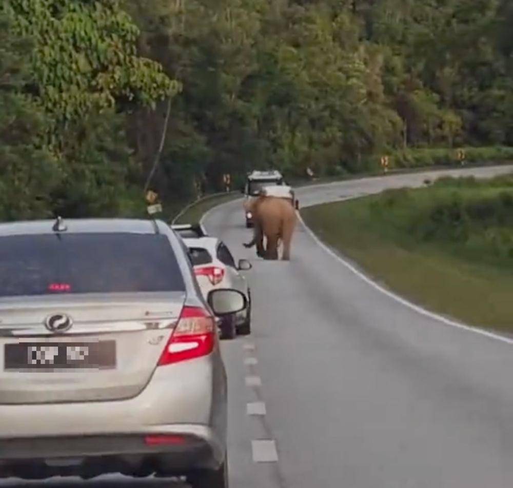 5岁小象凌晨被撞身亡<strong></p>
<p>钙片</strong>，母象悲愤交加头抵卡车7小时守到天亮！