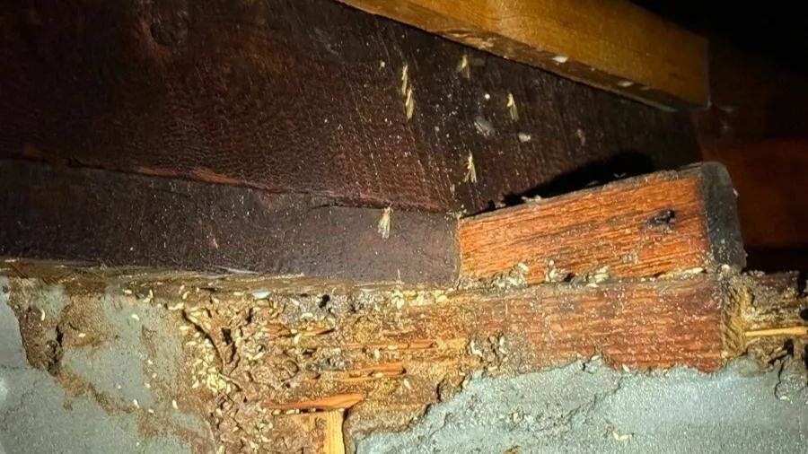 紧急提醒：瞬间爆发！上海市民崩溃：密密麻麻<strong></p>
<p>瓷器</strong>，蠕蠕爬行...“梧桐区”已开始战斗，白蚁或提前分飞