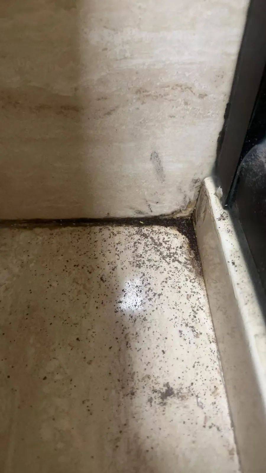 紧急提醒：瞬间爆发！上海市民崩溃：密密麻麻<strong></p>
<p>瓷器</strong>，蠕蠕爬行...“梧桐区”已开始战斗，白蚁或提前分飞