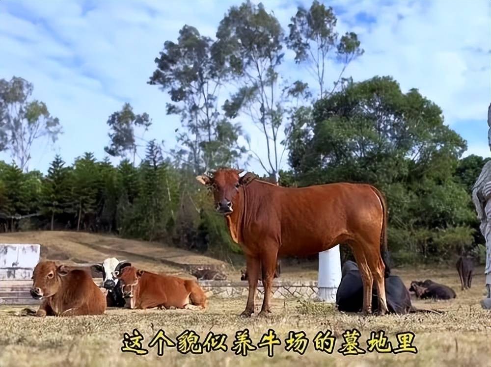 全国重点文保单位施琅墓被曝成“放牛场”<strong></p>
<p>绣花</strong>？福建惠安官方回应