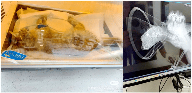 南京大学校庆日“校猫”被钢珠打碎头骨？校保卫处：看了一夜监控<strong></p>
<p>刺绣</strong>，暂未锁定嫌疑人