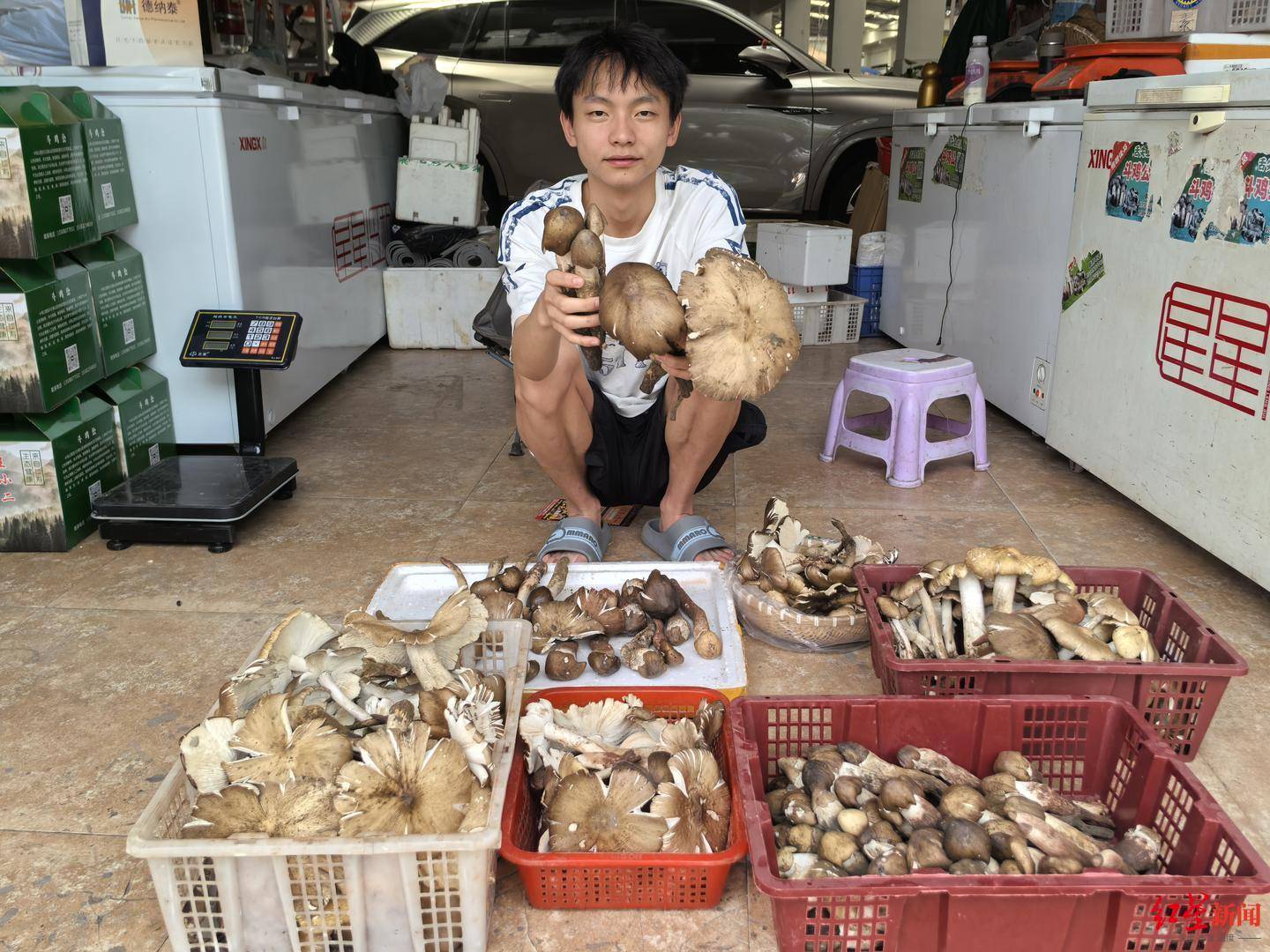 “天价”鸡枞调查：最贵卖到1800元/公斤！雨水少致产量低<strong></p>
<p>ada</strong>，多地价高客少