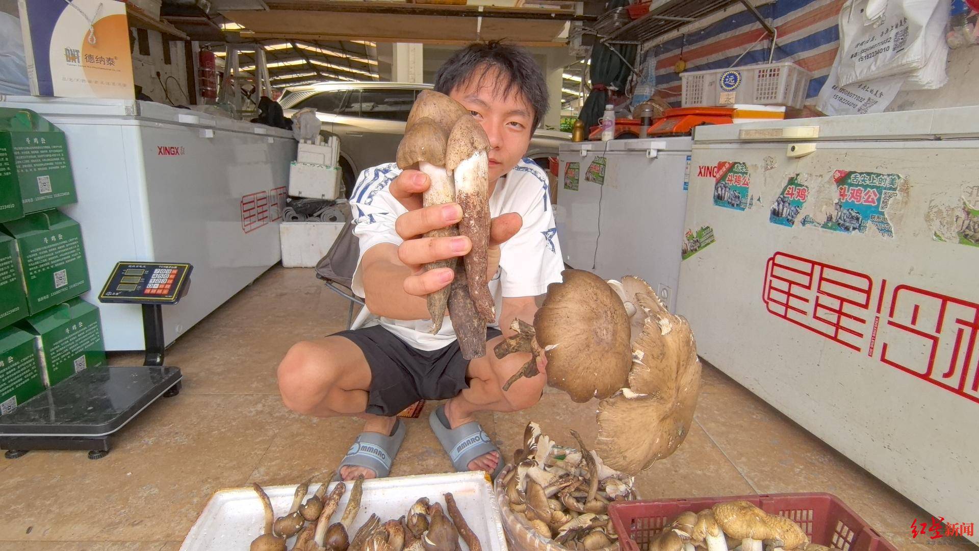 “天价”鸡枞调查：最贵卖到1800元/公斤！雨水少致产量低<strong></p>
<p>ada</strong>，多地价高客少