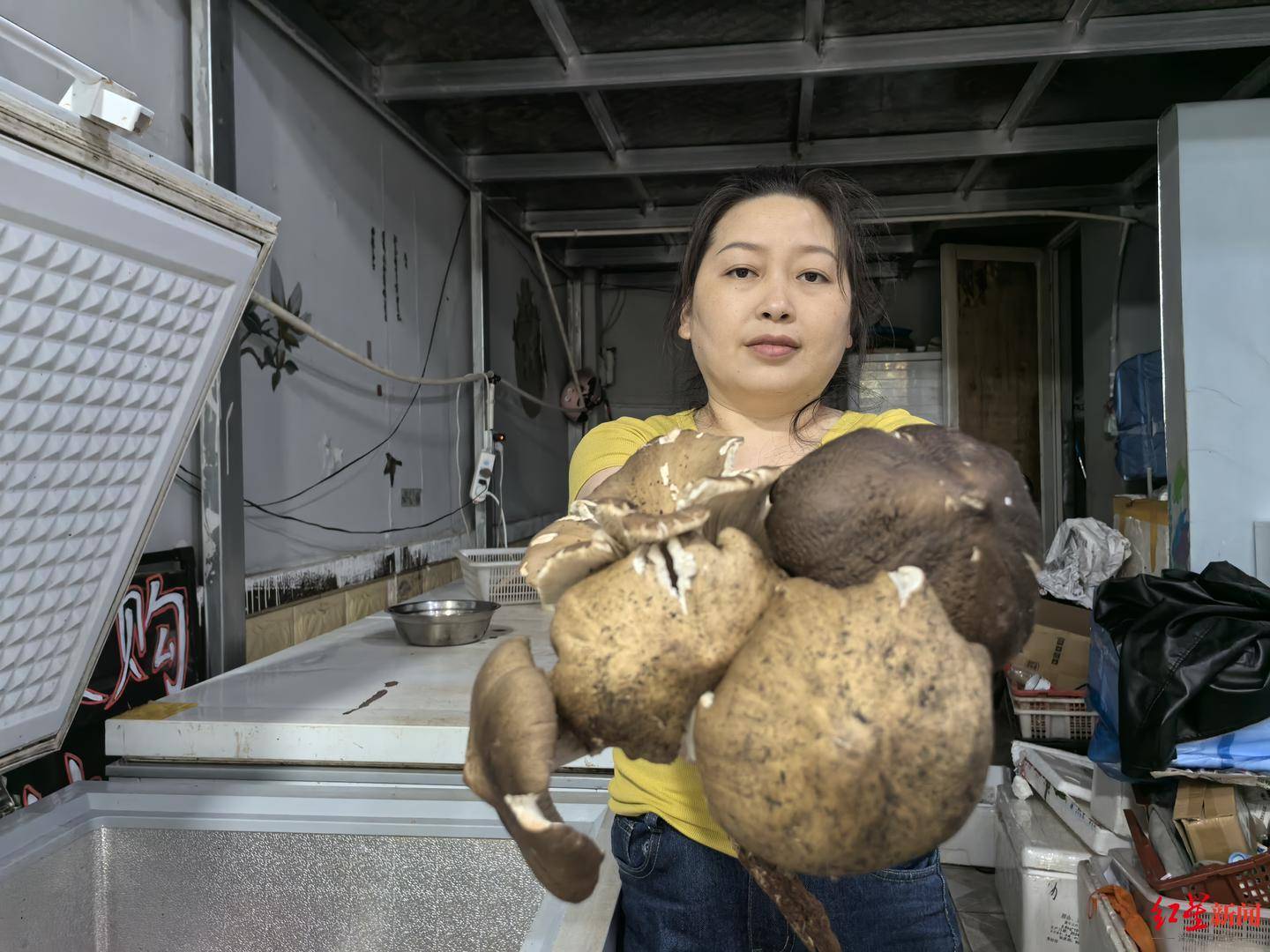 “天价”鸡枞调查：最贵卖到1800元/公斤！雨水少致产量低<strong></p>
<p>ada</strong>，多地价高客少