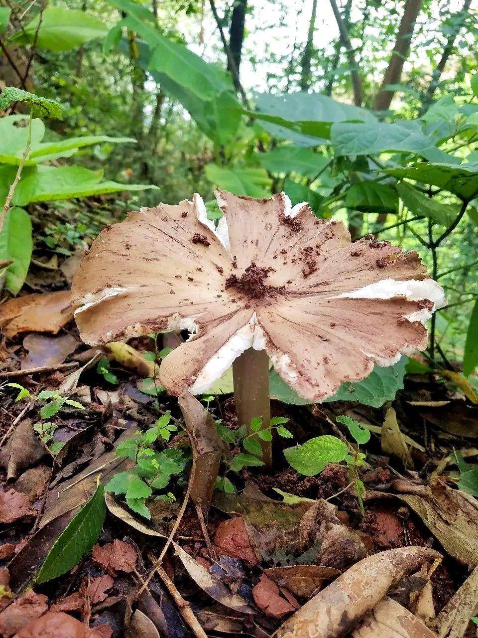 “天价”鸡枞调查：最贵卖到1800元/公斤！雨水少致产量低<strong></p>
<p>ada</strong>，多地价高客少