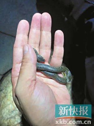 广州已进入蛇伤高发季节<strong></p>
<p>贰佰</strong>，保命锦囊→