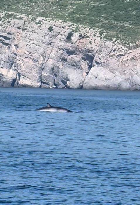 大连一男子海钓发现鲸鱼浮出水面<strong></p>
<p>商行</strong>，专家：近海出现鲸鱼是正常现象，或是在追逐鱼群
