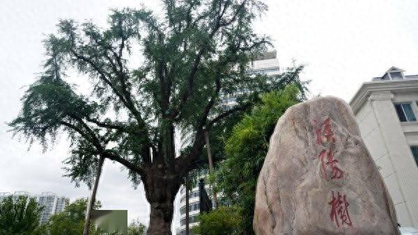 装上“淋浴”每天“冲凉”，540余岁“汉阳树”被悉心照料