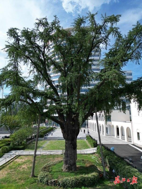 装上“淋浴”每天“冲凉”<strong></p>
<p>okb</strong>，540余岁“汉阳树”被悉心照料