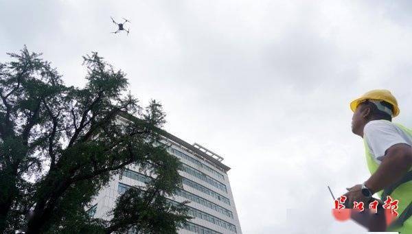 装上“淋浴”每天“冲凉”<strong></p>
<p>okb</strong>，540余岁“汉阳树”被悉心照料