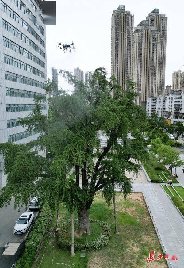 装上“淋浴”每天“冲凉”<strong></p>
<p>okb</strong>，540余岁“汉阳树”被悉心照料