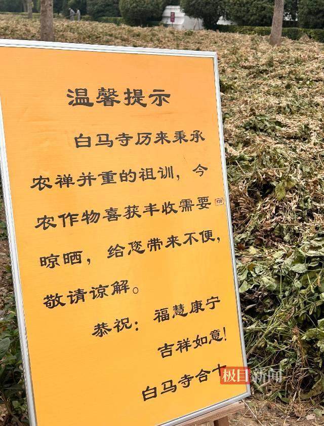 印乐方丈管理下的白马寺：僧人顶着高温种地<strong></p>
<p>okb发行价</strong>，义工称寺里秉承农禅并重