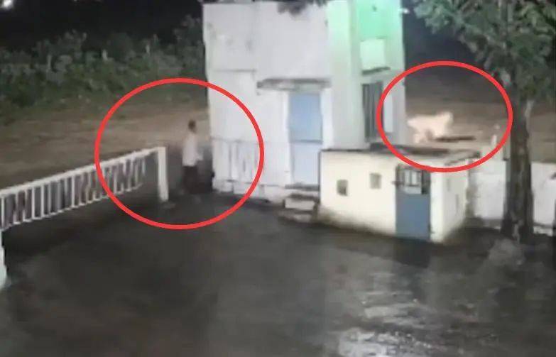 印度一男子后院与狮子相逢<strong></p>
<p>shib币最新价格</strong>，双方都被吓懵，狮子扭身先逃