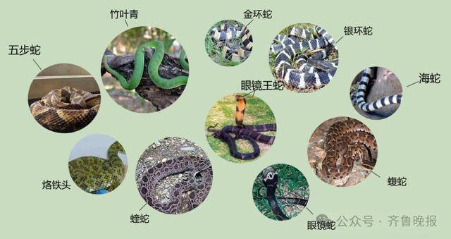 安徽宣城一男子走路玩手机<strong></p>
<p>shib币最新消息</strong>，一脚踩中打架的竹叶青和五步蛇，被俩毒蛇咬3口！医院：暂无生命危险，正在治疗