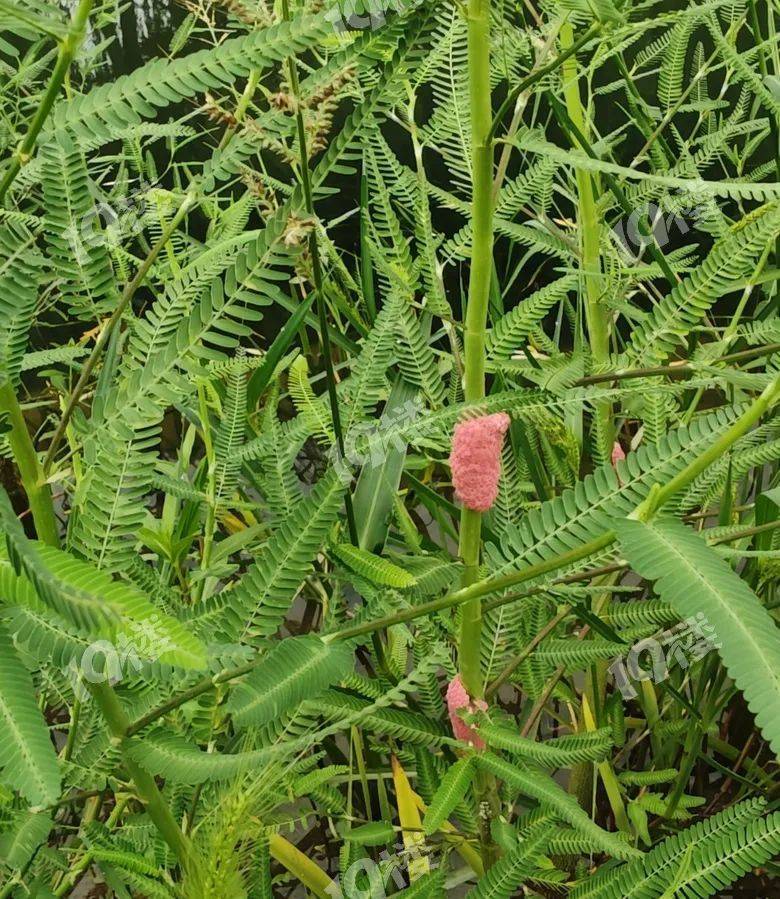 别吃！寄生虫多达6000条！浙江一地大量出现<strong></p>
<p>shib币价格</strong>，看到立刻上报