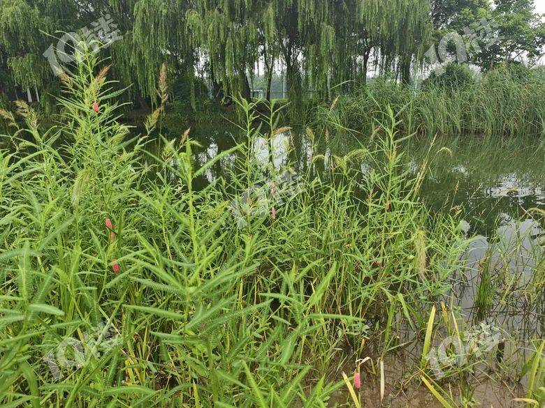 别吃！寄生虫多达6000条！浙江一地大量出现<strong></p>
<p>shib币价格</strong>，看到立刻上报