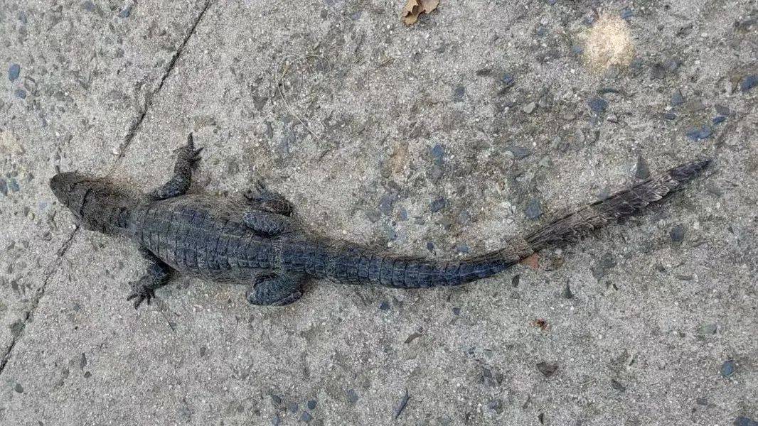 安徽一钓鱼佬钓到一条1米长20斤的“大鱼”<strong></p>
<p>v神shib</strong>，赶紧送到派出所，民警：放生！