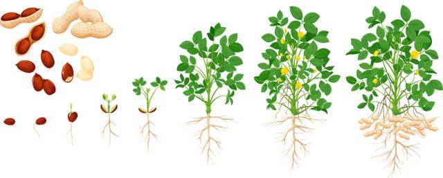 “花生上树”闹剧:AI翻车背后<strong></p>
<p>tp钱包官网下载</strong>,我们都在弄丢常识?