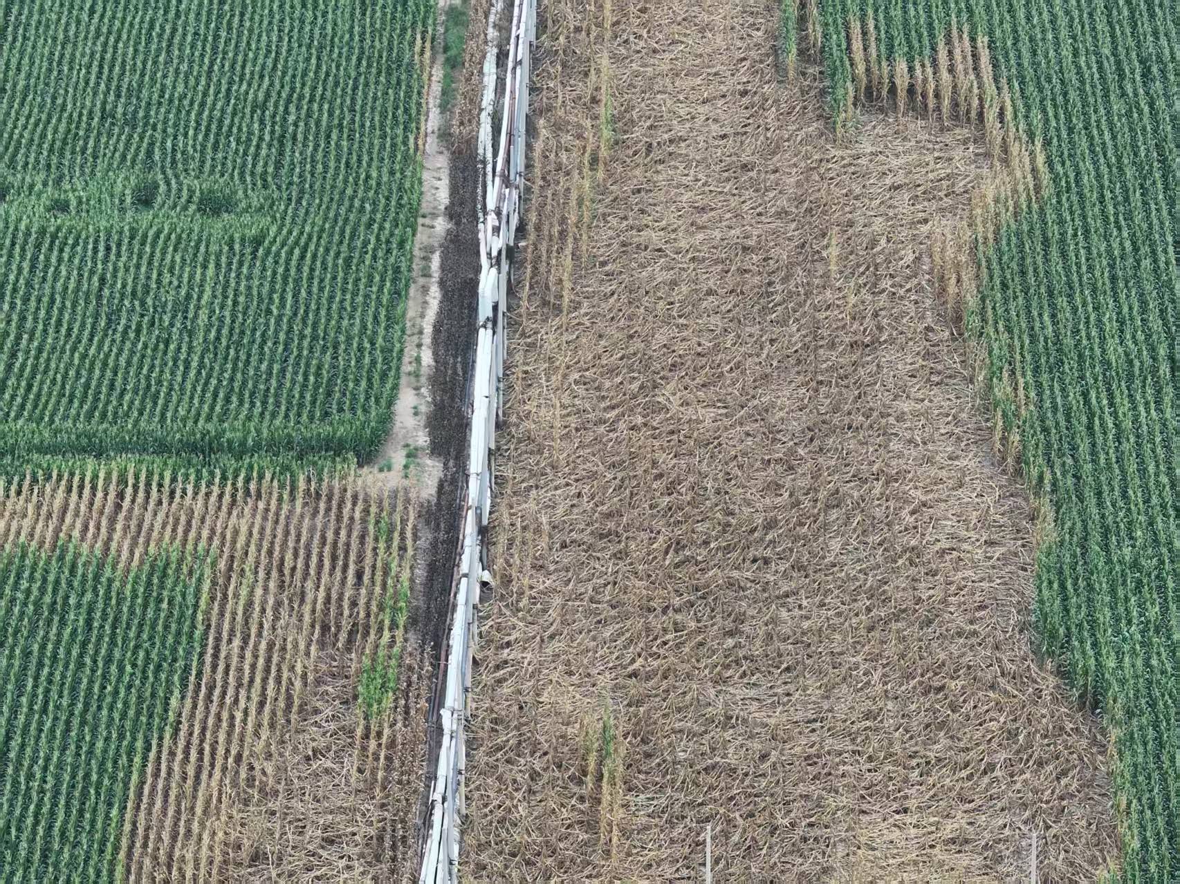 河北柏乡:造纸厂污水外排大片农作物致死引关注<strong></p>
<p>tp钱包安卓版</strong>！