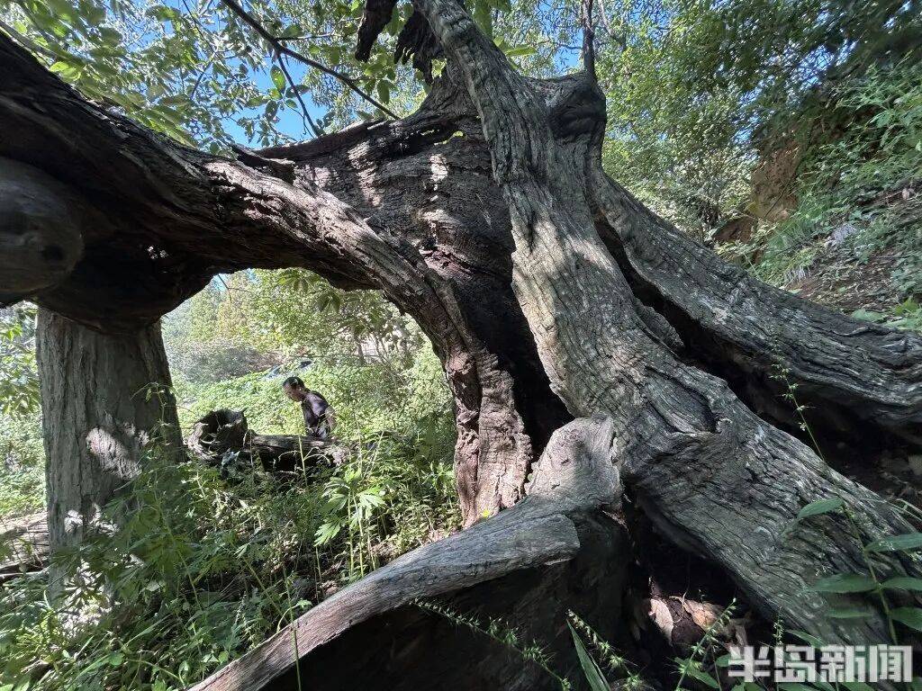 1014岁！青岛这棵“千年树王”<strong></p>
<p>tp钱包是正规平台</strong>，主干碳化严重，镂空处能站两人！每年仍可结果数十斤→