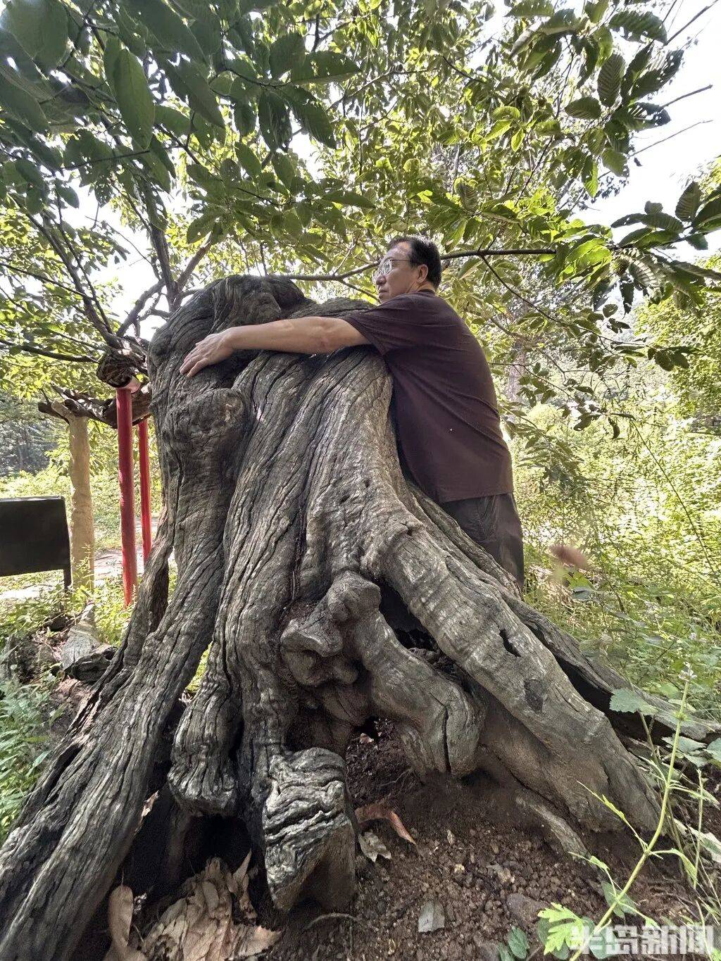 1014岁！青岛这棵“千年树王”<strong></p>
<p>tp钱包是正规平台</strong>，主干碳化严重，镂空处能站两人！每年仍可结果数十斤→