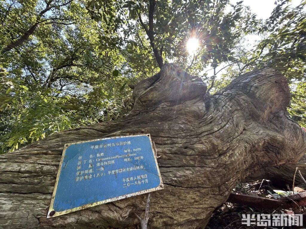 1014岁！青岛这棵“千年树王”<strong></p>
<p>tp钱包是正规平台</strong>，主干碳化严重，镂空处能站两人！每年仍可结果数十斤→