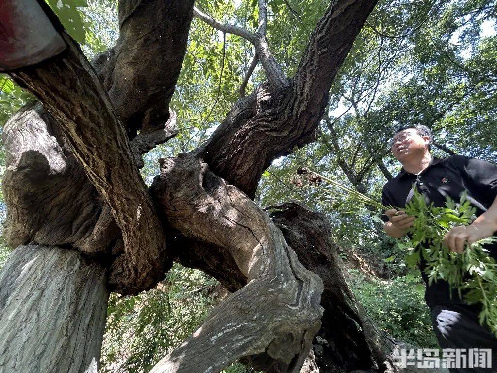 1014岁！青岛这棵“千年树王”<strong></p>
<p>tp钱包是正规平台</strong>，主干碳化严重，镂空处能站两人！每年仍可结果数十斤→