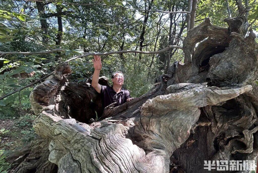 1014岁！青岛这棵“千年树王”<strong></p>
<p>tp钱包是正规平台</strong>，主干碳化严重，镂空处能站两人！每年仍可结果数十斤→