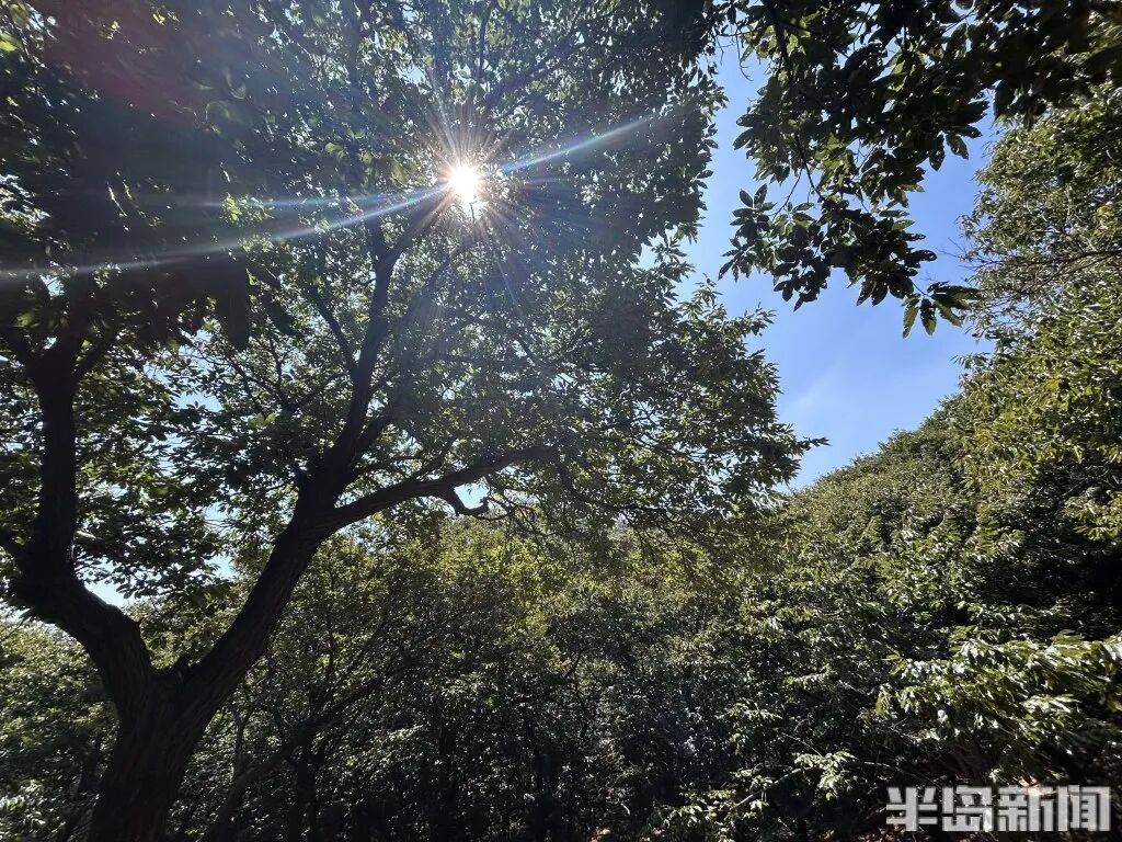 1014岁！青岛这棵“千年树王”<strong></p>
<p>tp钱包是正规平台</strong>，主干碳化严重，镂空处能站两人！每年仍可结果数十斤→