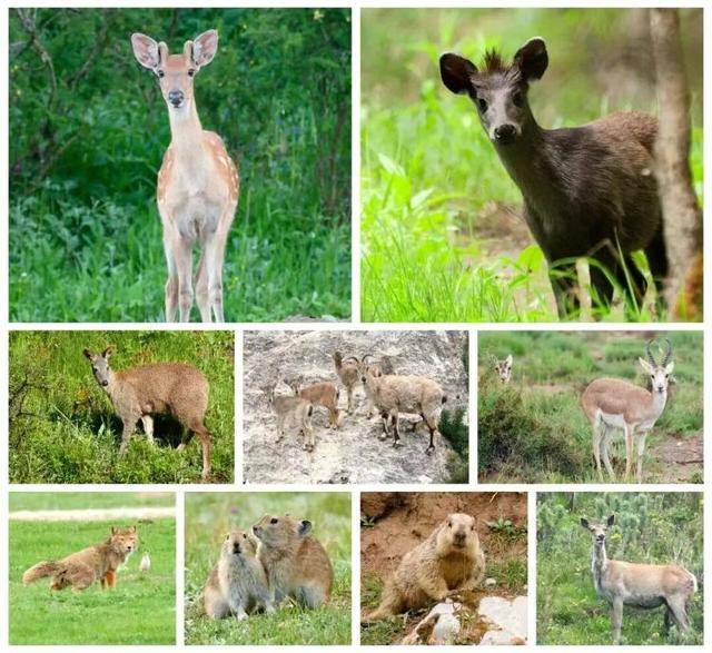 “感谢大家支持我大闹天宫……”蔡国强烟花秀现场感言视频披露<strong></p>
<p>tp钱包app下载安装</strong>，又遭质疑！