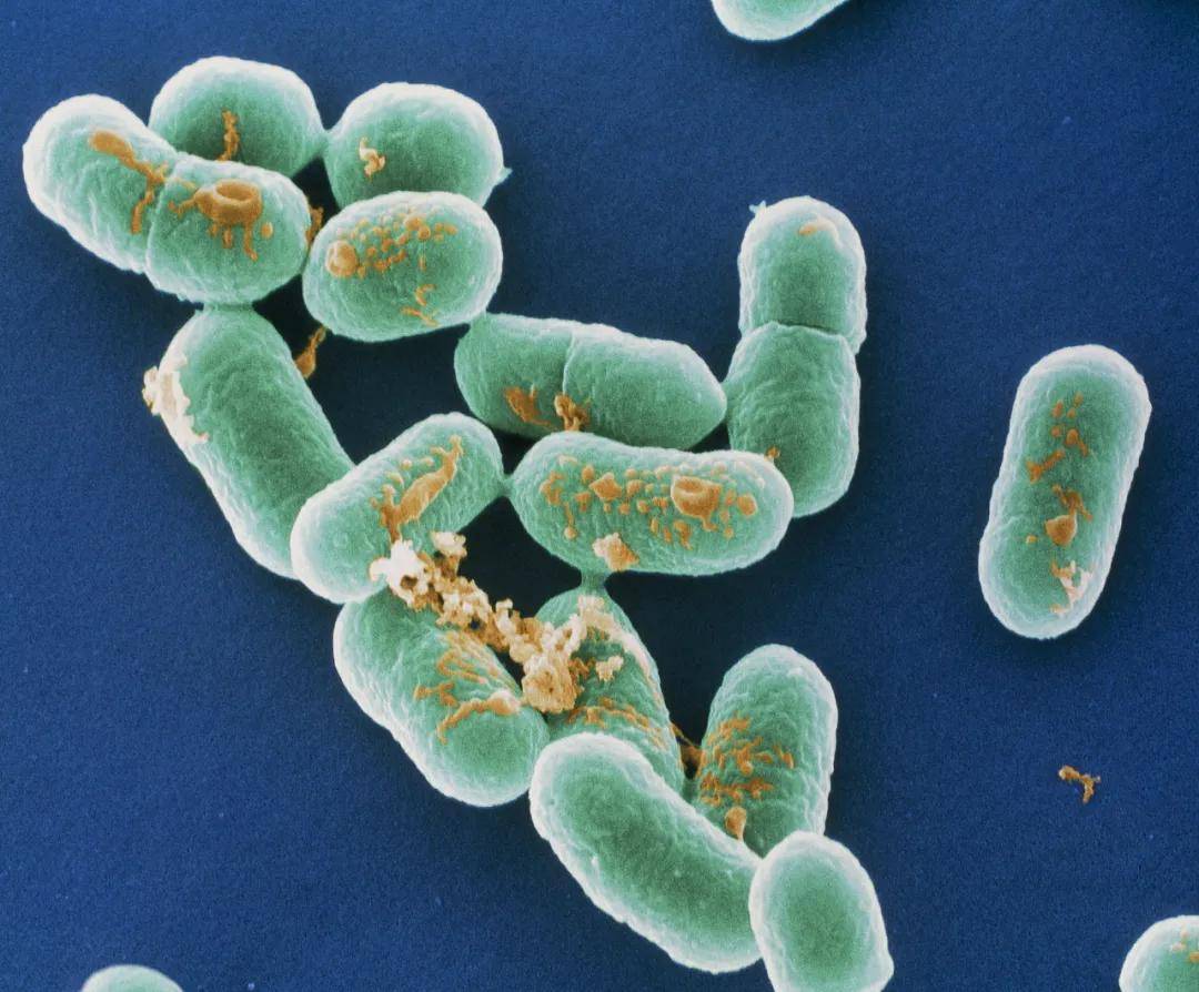 冰箱里的肉最多能“冻”多久？这组数字快记好！转给家人→