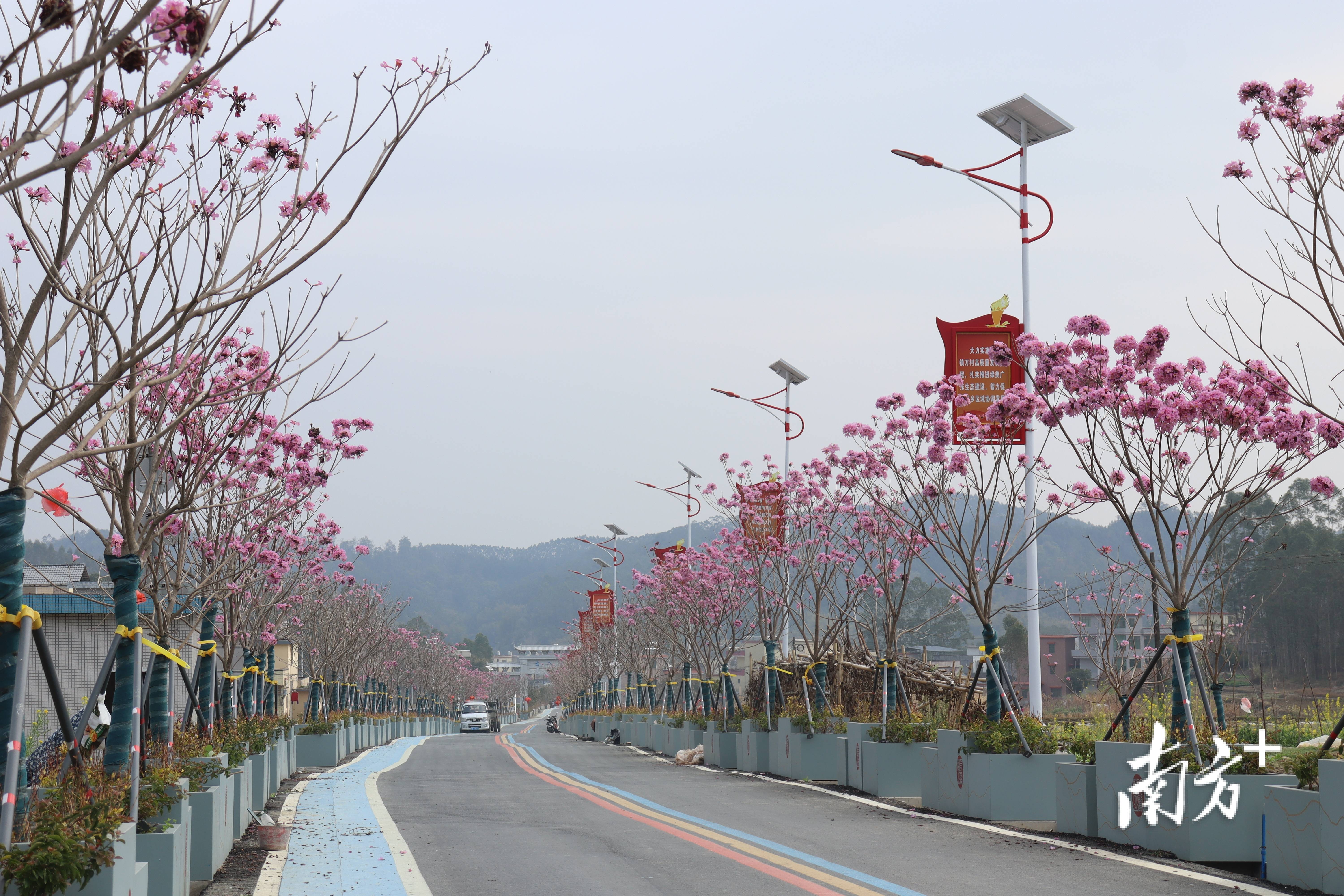 “外来媳妇”谭焕贞五年深耕<strong></p>
<p>trx价格</strong>，佛冈高岗宝山村换新貌