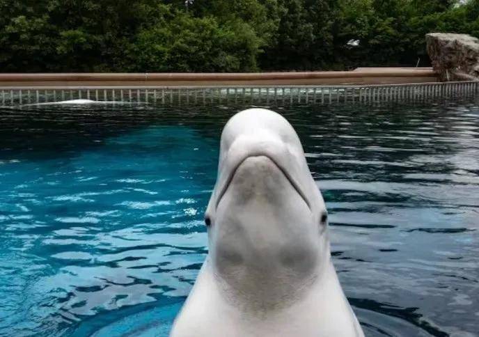 宁愿全部安乐死<strong></p>
<p>usdt钱包</strong>,也不给中国?加拿大养不起30头白鲸,中国愿接手,然而...