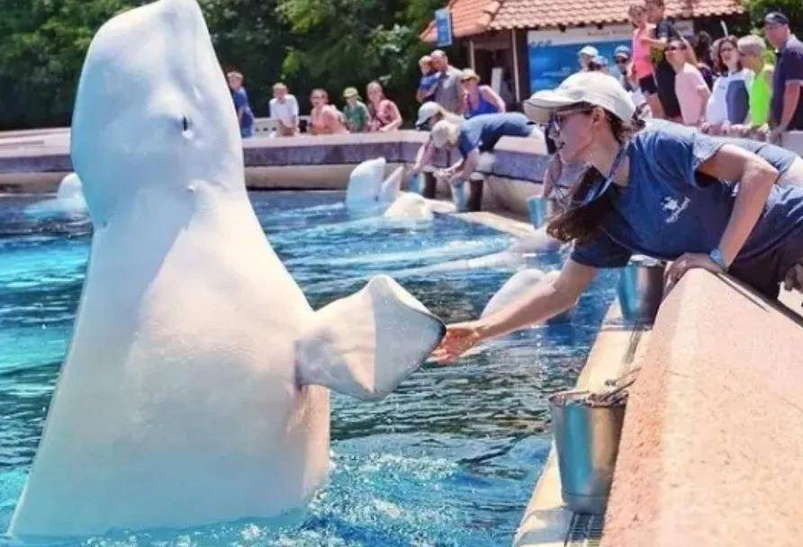 宁愿全部安乐死<strong></p>
<p>usdt钱包</strong>,也不给中国?加拿大养不起30头白鲸,中国愿接手,然而...